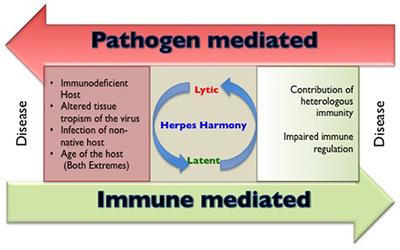 Herpesviruses: Harmonious Pathogens but Relevant Cofactors in Other Diseases?